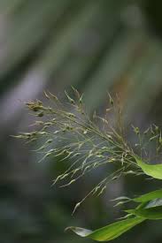 Image result for Olyra latifolia