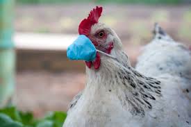 Unlike in h7n9, there is no evidence that h10n3 can spread easily among humans. Adxsnfls9t6drm