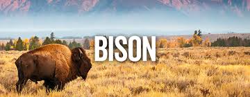 Bison shows you the beauty of the crypto world without any complicated processes. Bison Bisonfleisch Online Kaufen Gourmetfleisch De