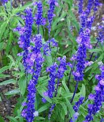 Image result for Salvia farinacea
