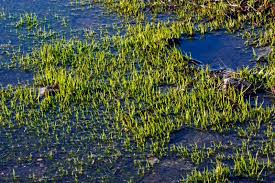 Image result for Isoetes