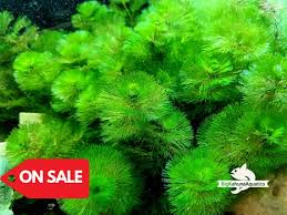 Image result for Limnophila indica