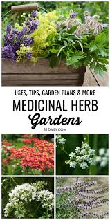 Planning A Simple Medicinal Herb Garden Is Easier Than You Might Think Take A Look At These Histo Medicinal Herbs Garden Home Vegetable Garden Medicinal Herbs