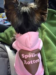 Our magnificent dog boutique offers professional grooming services in addition to the finest selection of designer dog clothes and other luxury dog products! Pin By Karen Escudero On Spoiled Rotten Yorkie Clothes Puppy Clothes Girl Yorkie