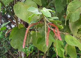 Image result for Acalypha manniana