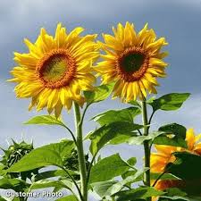 Matahari memiliki julukan 'pengelana matahari' di perancis. Jual Bibit Bunga Matahari Sunflower Mammoth Grey Stripe Bunga Besar Dan Tanamannya Tinggi Di Lapak Amefurashi Bukalapak