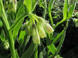 Maybe you would like to learn more about one of these? Comfrey Knitbone Symphytum Officinale