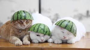 Make sure not to feed them raw or spoiled meats. 10 Things Your Cat May Enjoy Eating Purrfect Love