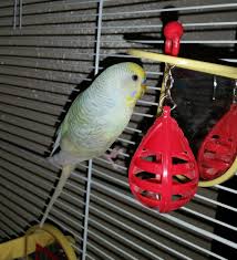 Red oak is robust, durable, and strong. 19 Things From Amazon Your Pet Bird Will Probably Love