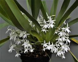 Image result for Jumellea