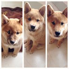 Shiba Inu Puppy Growth Chart 2 Months 3 1 2 Months 5