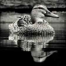 Black And White Animal Photography Stunning Black And White Duck Photograph Wildlife Pet Portraits Photography Duck Photography Animal Photography