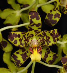 Image result for Ansellia