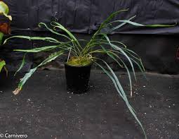 Image result for Elaphoglossum spathulatum
