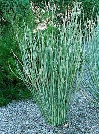 The Master Gardener Journal Arizona Plants Front Yard Plants Drought Resistant Plants