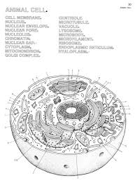 Animal cell with labeled anatomical structure parts in educational outline concept. Awesome Cell Organelle Coloring Sheets Cells Worksheet Animal Cells Worksheet Animal Cell