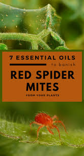 In fact, clover mites eat more than 200 different plant species, including some flowers. 7 Essential Oils To Banish Red Spider Mites From Your Plants Spider Mites Plant Bugs Mites