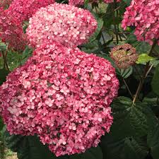 Image result for Hydrangea arborescens Pink Anabelle