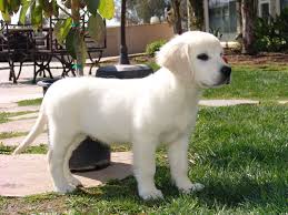 Buy your golden retriever puppies today. White Golden Retriever Puppy English