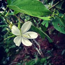 Bauhinia aculeata (white orchid tree). Whiteorchidtree Instagram Posts Photos And Videos Picuki Com
