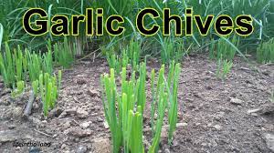 Water your chive plant well to soften the soil around it. Garlic Chives Harvest Clean Divide And Transplant Youtube