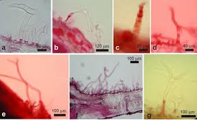 Image result for Stomatanthes helenae
