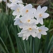 Image result for Gisekiaceae