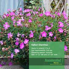 Kahori Dianthus Green Space Plants Perennials