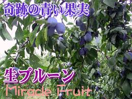 「プルーン」の画像検索結果
