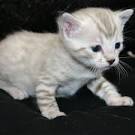 Bengal Kittens For Sale | Philadelphia, PA | Lawnton St Mews