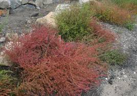 Image result for Baissea viridiflora