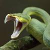 Snake (alternatively worm) is a common name for a 2d game built on a simple game design with a fixed wall along game area inside which the snake moves and whose edges. Https Encrypted Tbn0 Gstatic Com Images Q Tbn And9gcrbzsl4 Kely8o9d7dsos0nvtegh5yumpcmrl0 Jkwwqf8r2bgr Usqp Cau
