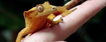 Learn vocabulary, terms and more with flashcards, games and other study tools. Nouveaux Animaux De Compagnie Faut Il Une Autorisation Pour En Detenir