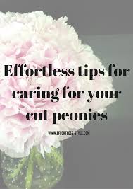Quality peony cut flowers fresh from our fields. How To Care For Your Cut Peonies Showit Blog