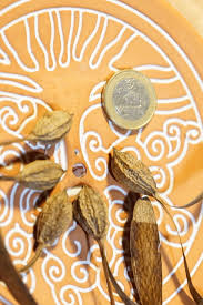 Image result for Gyrocarpus