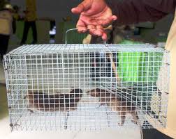 Tutorial#cara membuat sangkar burung persegi dari kawat. Perangkap Tikus Ampuh Bebeja Com