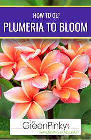 Pin On Flower Gardening For Beginners