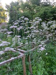 Image result for Valeriana capensis