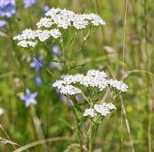 Achillea Millefolium White Yarrow Tysyachelistnik Obyknovennyj Achillea Achillea Millefolium Yarrow Plant