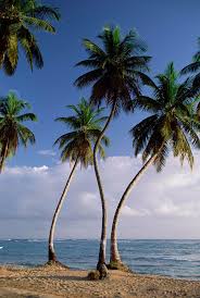 Image result for Cocos nucifera