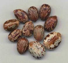 Image result for Ricin