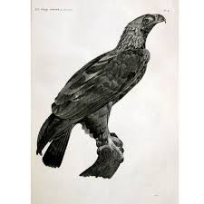 French Birds Of Prey Pictures French Large Engraving Of An Eagle By Savigny Imperial Eagle Eagle Engraving