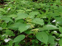 Image result for Laportea mooreana