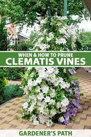 How To Prune Clematis Vines For Copious Flowers | Gardener's Path