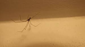 Image result for pokoutnik st job 