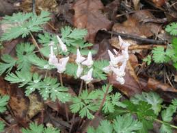 Image result for Commelina bracteosa