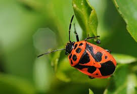 eurydema ornatum punaise rouge du chou insect photography insects beautiful bugs