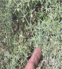 Image result for Fagonia