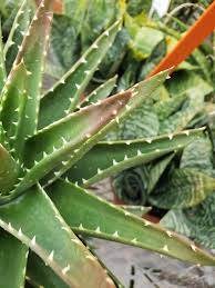 Image result for Aloe plowesii