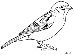 dessin gratuit un moineau dory fr coloriages licorne coloriage de tulipe